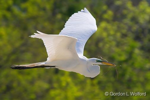 Egret In Flight_45737.jpg - Great Egret (Ardea alba)Photographed at Lake Martin near Breaux Bridge, Louisiana, USA.